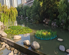 霍林郭勒河道生态沉水植物群落的构建