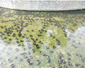 宿迁河道生态应急处理概述